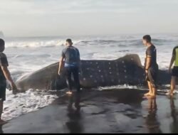 Satgasmar Pulau Nusa Barung Selamatkan Hiu Paus yang Terdampar di Pantai Pancer