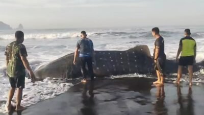 Satgasmar Pulau Nusa Barung Selamatkan Hiu Paus yang Terdampar di Pantai Pancer