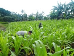 Polsek Sota Laksanakan Monitoring Tanaman Jagung, Dukung Program Ketahanan Pangan