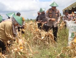 Polres Merauke Panen raya jagung serentak kuartal III Dalam rangka mendukung swasembada pangan tahun 2025