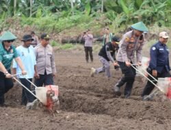 Dukung Ketahanan Pangan, Kapolres Merauke Pimpin Penanaman Jagung 3 Hektare
