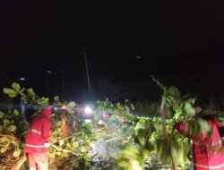 Tanggap Cepat Samapta Polda Papua Atasi Pohon Tumbang di Belakang RS Bhayangkara