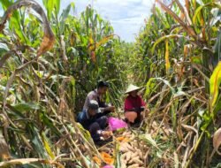 Perkuat Ketahanan Pangan, Bhabinkamtibmas Briptu Sabri Dampingi Warga Macuan Saat Panen Jagung