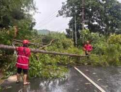 Ditsamapta polda papua lakukan pembersihan pohon tumbang di sejumlah titik kota jayapura