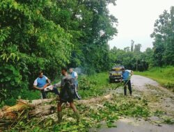 Polsek Bonggo dan Warga Gotong Royong Bersihkan Pohon Tumbang di Jalan Trans Jayapura-Sarmi