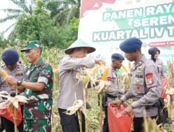 Dukung Ketahanan Pangan Nasional, Polda Papua Barat Gelar Panen Raya Jagung Serentak Kuartal IV Tahun 2025