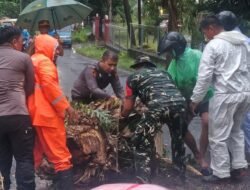 Bantu Tangani Pohon Tumbang Yang Menutupi Akses Jalan Utama, Koramil 1310-04/Dimembe Gerak Cepat