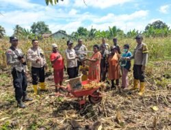 Polsek Sota Gelar Panen Raya Jagung Program Ketahanan Pangan di Kampung Sota