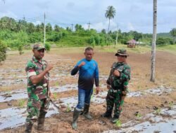 Tingkatkan Ketahanan Pangan, Personel Kodim 1310/Bitung Lakukan Perawatan Tanaman dan Ternak di Lokasi Kompi Produksi