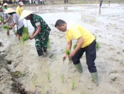 Dukung Ketahanan Pangan Nasional, Pemprov Papua dan Pemkot Jayapura Gelar Penanaman Padi Perdana di Muara Tami