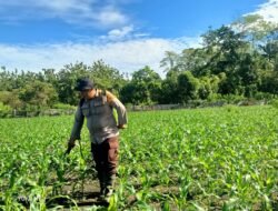Polsek Nimbokrang Rawat Tanaman Jagung, Wujud Nyata Dukungan Ketahanan Pangan