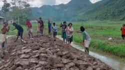 Kapolsek Kurulu Pantau Perkembangan Lahan Jagung Dukung Swasembada Pangan 2026
