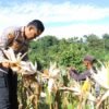 Panen Raya Jagung Polres Kaimana Seluas 2 Hektar