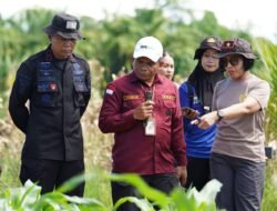 Wakapolda Papua Barat dan Kepala BRMP Optimalkan Pengembangan Benih Jagung untuk Ketahanan Pangan Papua Barat