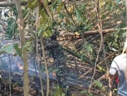 Cegah Api Mendekati Sekolah, Babinsa Koramil 1310-03/Likupang Bersama Warga Gerak Cepat Padamkan Kebakaran Lahan Perkebunan di Kokoleh Satu